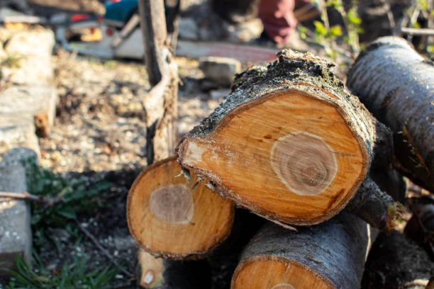 How Our Tree Care Process Works  in  Cornwall On Hudson, NY